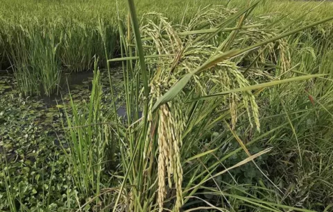 Importaciones, costo de producción y clima golpean la producción de arroz en Centroamérica