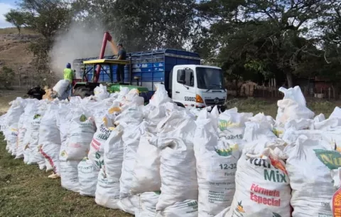 Productores de maíz en Azuero temen pérdidas por lluvias y falta de comercialización