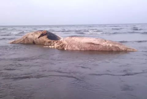 Moradores piden solución definitiva a la contaminación por restos de ballena 