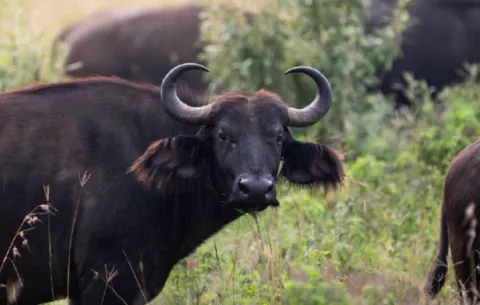 Panamá importa semen de búfalo a Italia 