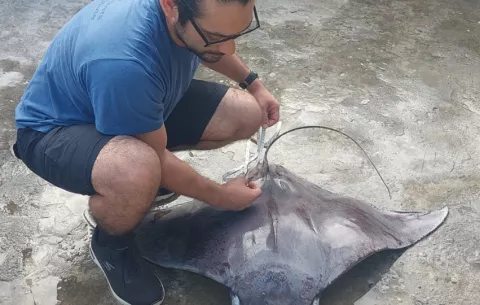 El 47% de las especies de peces cartilaginosos en Panamá están amenazadas de extinción