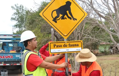 Instalan pasos aéreos para proteger a los monos aulladores en el distrito de Parita