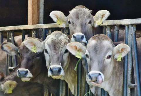 Sector bovino se recupera, mientras el porcino sigue perdiendo producción