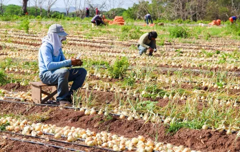 La provincia de Herrera busca consolidarse en la producción de cebolla de alta calidad