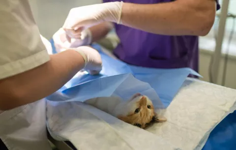 El acto de licitación del Hospital de Mascotas atrajo a varias empresas