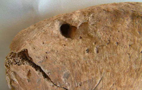 Descubren los restos de un gladiador que luchó contra un león