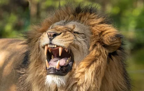 En Kenia, muere una niña  al ser atacada por un león