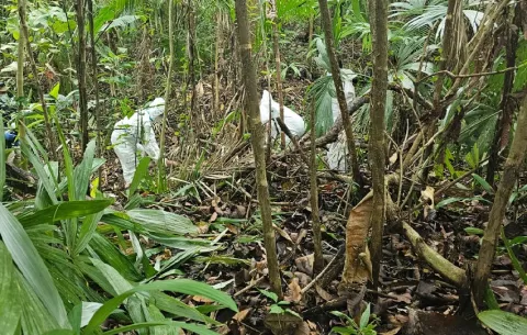 Encuentran restos humanos en área boscosa cerca a Panamá Pacífico
