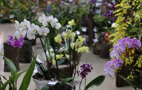 Buscan la orquídea ideal, un certamen de belleza entre 900 especies en Panamá
