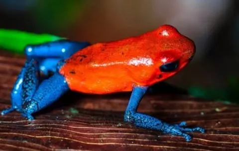 ¿Cómo las ranas pueden ayudar a potenciar el turismo ecológico en Panamá?