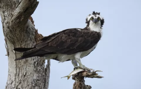 Día Mundial de las Aves Migratorias: ¿Qué rutas son ideales para verlas y cómo puedes ayudarlas?