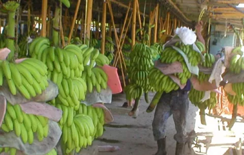 Leblanc Jr.: 'Por cada trabajador bananero despedido, hay 5 o 6 personas afectadas'