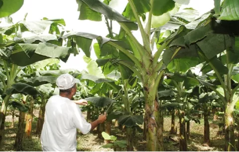 Bocas del Toro no se ha abierto para mantener el diálogo y evitar la partida de Chiquita Panamá