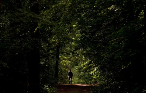 Estar 20 minutos en el bosque reduce el estrés, según  científicos