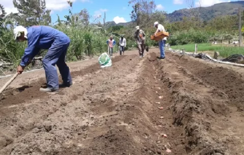 Productores ya podrán secar los primeros 2 mil quintales de cebolla en la planta de Natá