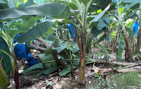 Chiquita Panamá anuncia proceso de terminación laboral con cerca de 5 mil trabajadores