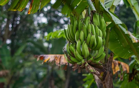 Inician desvinculaciones de más de 4,000 trabajadores de la empresa Chiquita Panamá