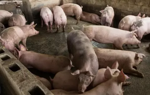 OMSA alerta del salto de enfermedades animales a nuevas especies y lugares inalterados