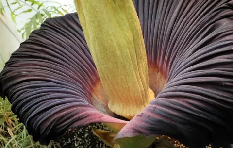 El secreto evolutivo de las flores que huelen a podrido para seducir a los polinizadores