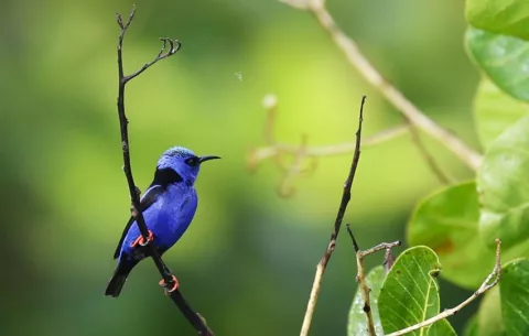 Panamá se consolida como destino para la observación de aves en el Global Big Day