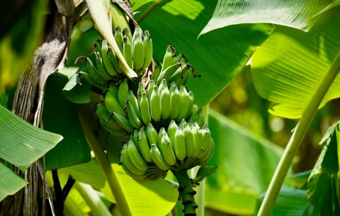 Huelga es ilegal; bananeros deben retornar a sus puestos de trabajo