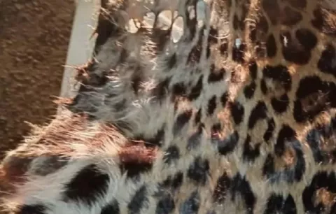 Hallan restos de piel de jaguar en barandales de seguridad vial en La Chorrera