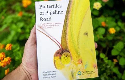 Guía que describe 120 mariposas más observadas en el sendero del Oleoducto