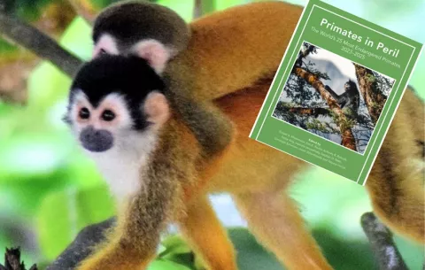 Mono tití chiricano forma parte del nuevo informe global sobre primates en peligro