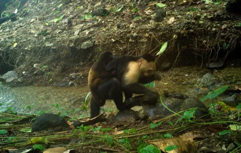 Monos 'aburridos' secuestran crías de otra especie en una isla del Pacífico de Panamá