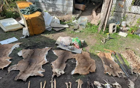 Investigan a dos cazadores furtivos en Natá por atentar contra especies protegidas