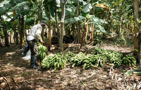 Exigencias de los trabajadores de las bananeras se basan en la ley No. 45