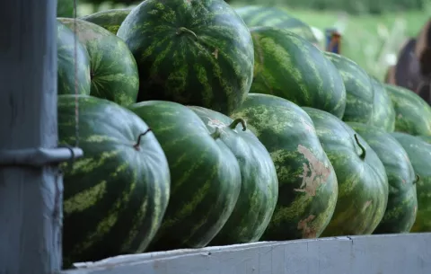 Bananos y sandías: productos más exportados durante el primer trimestre del año
