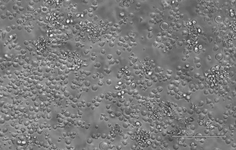 Una nueva  investigación  revela cómo envejece la sangre humana