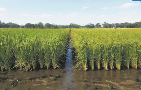 Arroceros están bajando sus costos de producción con fondo internacional
