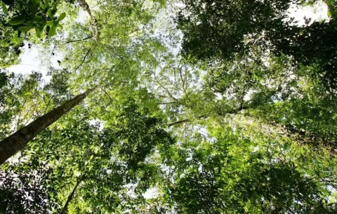 Descubren dos nuevas especies de cedro en bosques del oeste de Ecuador
