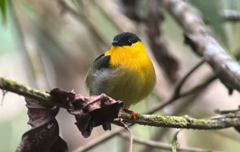 Fundación Natura y Audubon Panamá lanzan la II Convocatoria de Conserva Aves Panamá - Fondo Equidad