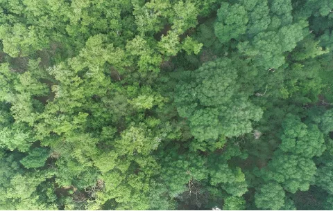 ¿Qué revelan dos recientes investigaciones sobre los ecosistemas de manglar y bosque húmedo tropical?