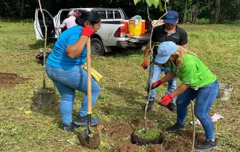 Intensifican reforestación en área de la Transístmica de Colón