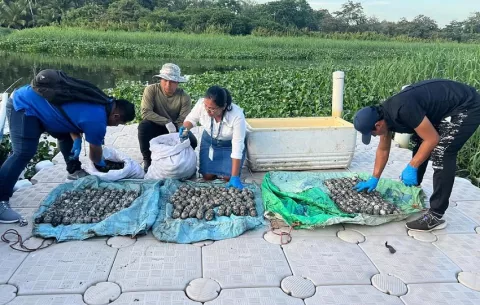 Miambiente decomisa centenares de huevos de tortuga baula