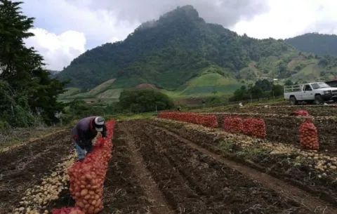 Economista propone enfocar el crecimiento económico en el sector agrícola y agropecuario