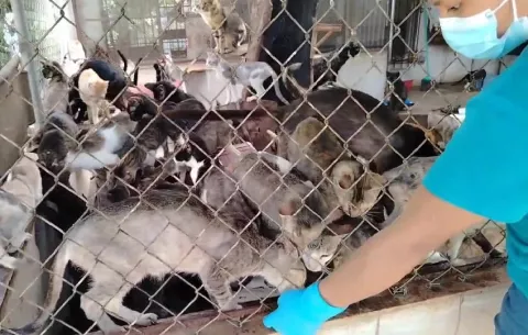 Por maltrato animal clausuran albergue clandestino en Loma de Cáceres, Arraiján