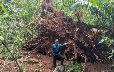 Las tormentas eléctricas son una de las principales causas de muerte de árboles en los bosques tropicales