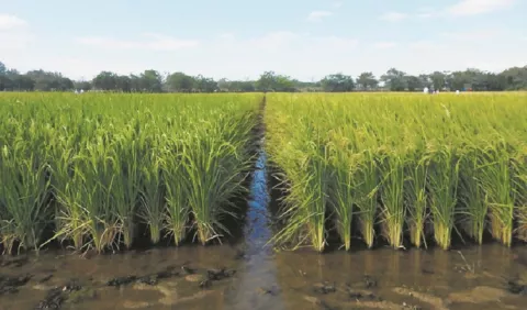 Banco Nacional apuesta por la producción de arroz de riego