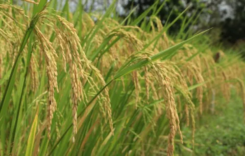 Mulino asegura que no se desprotegerá al productor de arroz pese al cierre del BDA