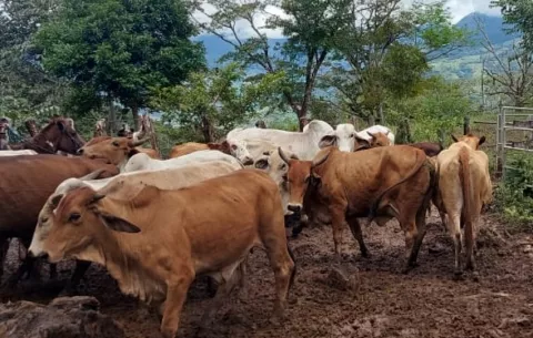 Recuperan 20 reses hurtadas en una finca en El Rincón, distrito de Santa María, Herrera