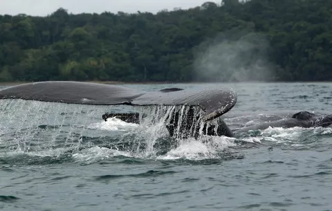 Arranca la temporada de avistamiento de la ballena jorobada en las costas panameñas