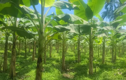 Fiscalía inicia investigación por presuntos cadáveres en bananal de Bocas del Toro