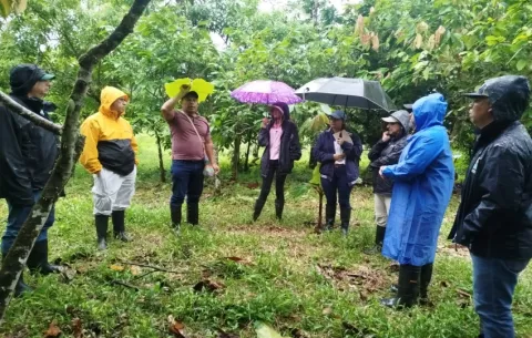 Realizan gira técnica para evaluar y fortalecer la cadena de valor del cacao bocatoreño