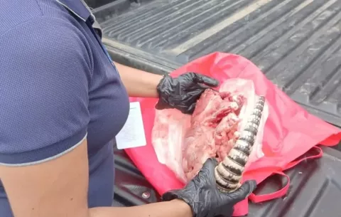 Detienen en Arraiján a hombre que vendía carne de armadillo en redes sociales