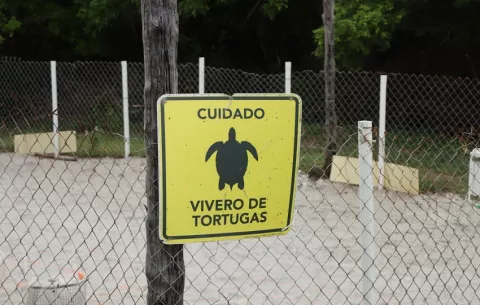 Ponen en marcha campaña de protección a tortugas marinas en Chame